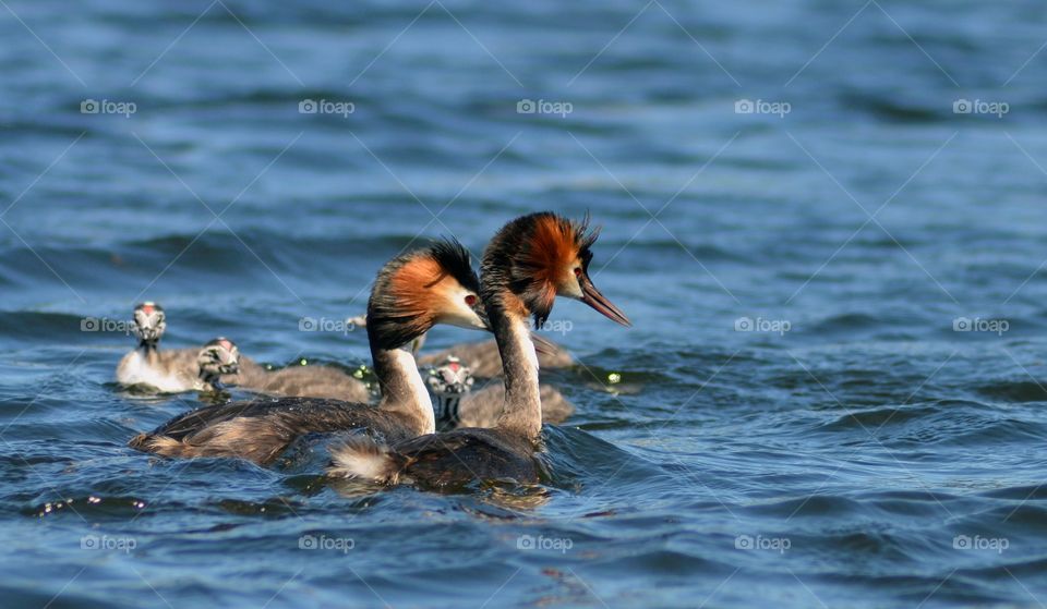 Duck family swimming in water