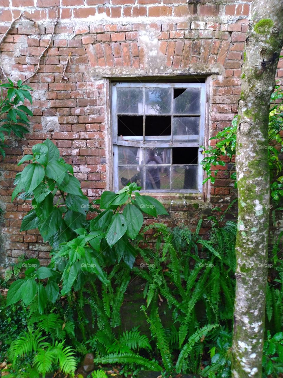 Old house window with plants around