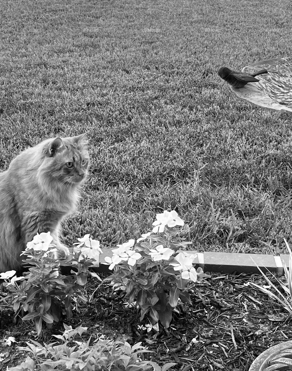 Cat in garden 