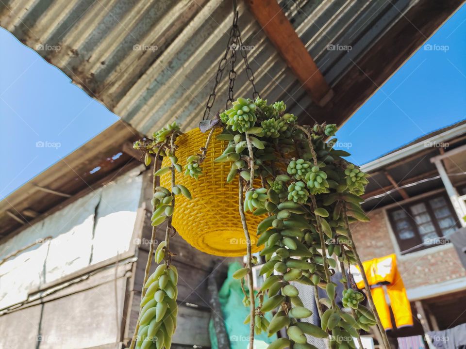 Burro plant hanging from the ceiling