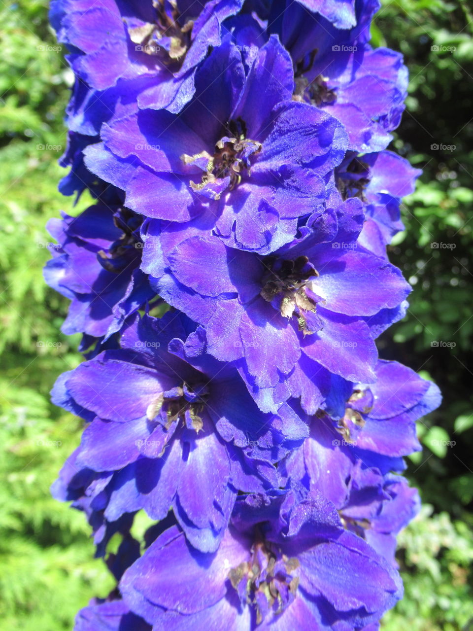 Purple delphinium