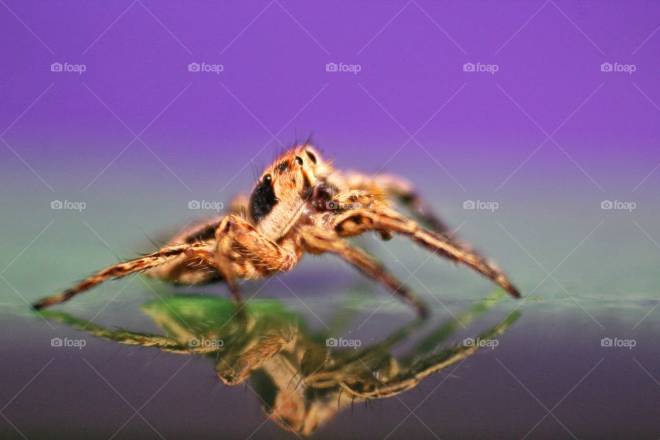 Jumping Spider with his reflection