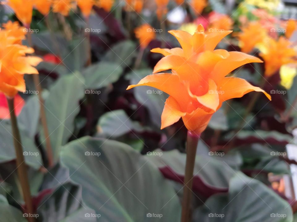 a close up portrait of an orange flower on top of dark green leaves with in the background others of its kind.