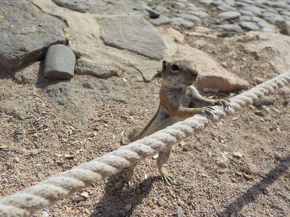 Canary cute chipmunk