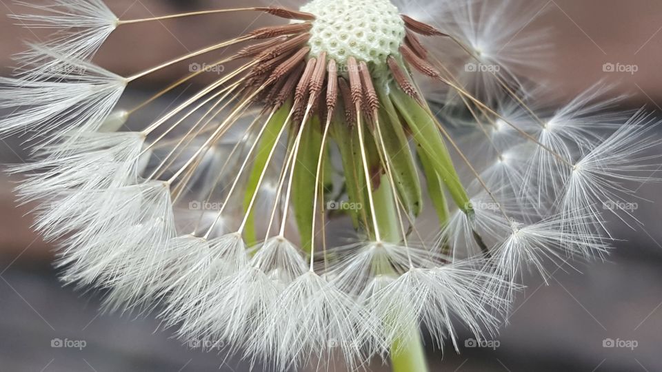 Dandelion