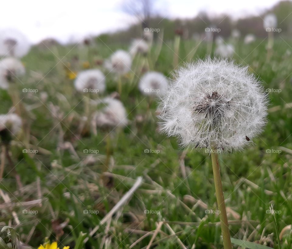 Dandelion Seeds