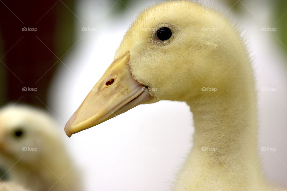 Close-up of duckling