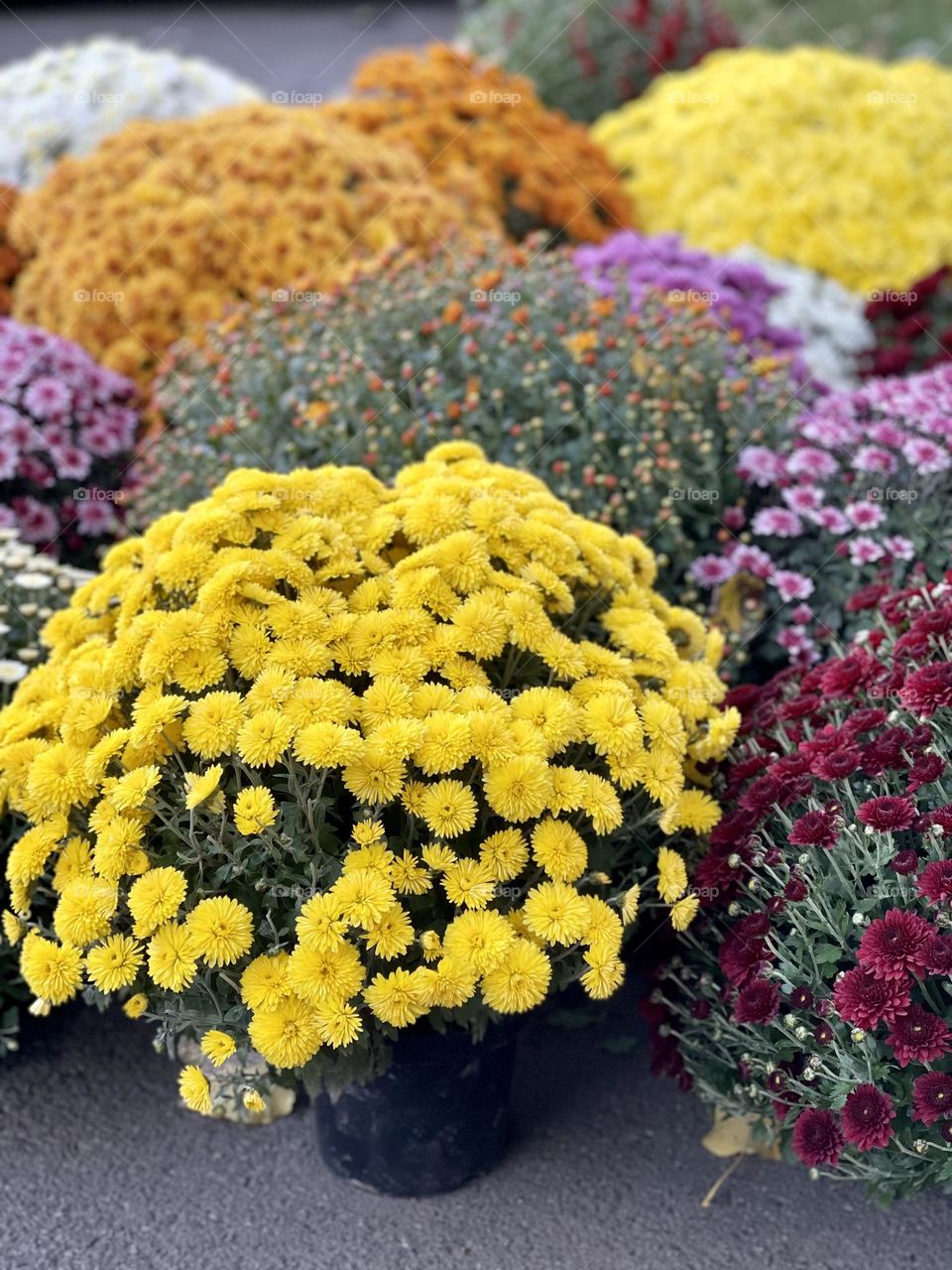 Bushes of chrysanthemums