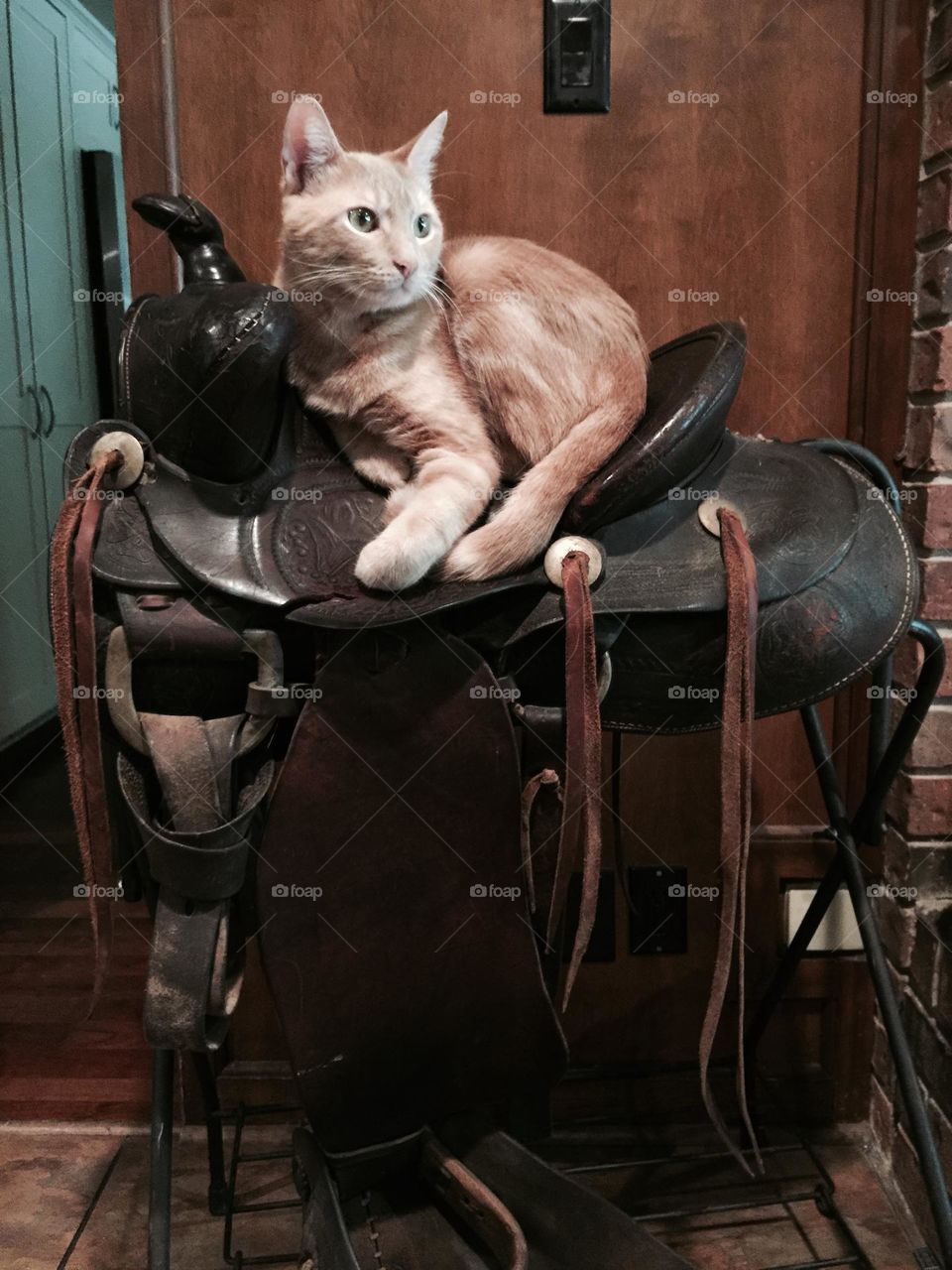 cat in a saddle 