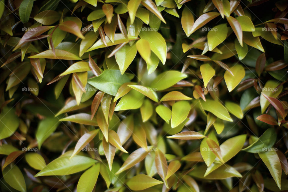 Green leaf background