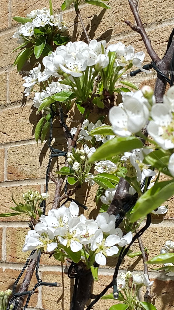 Pear tree in blossom