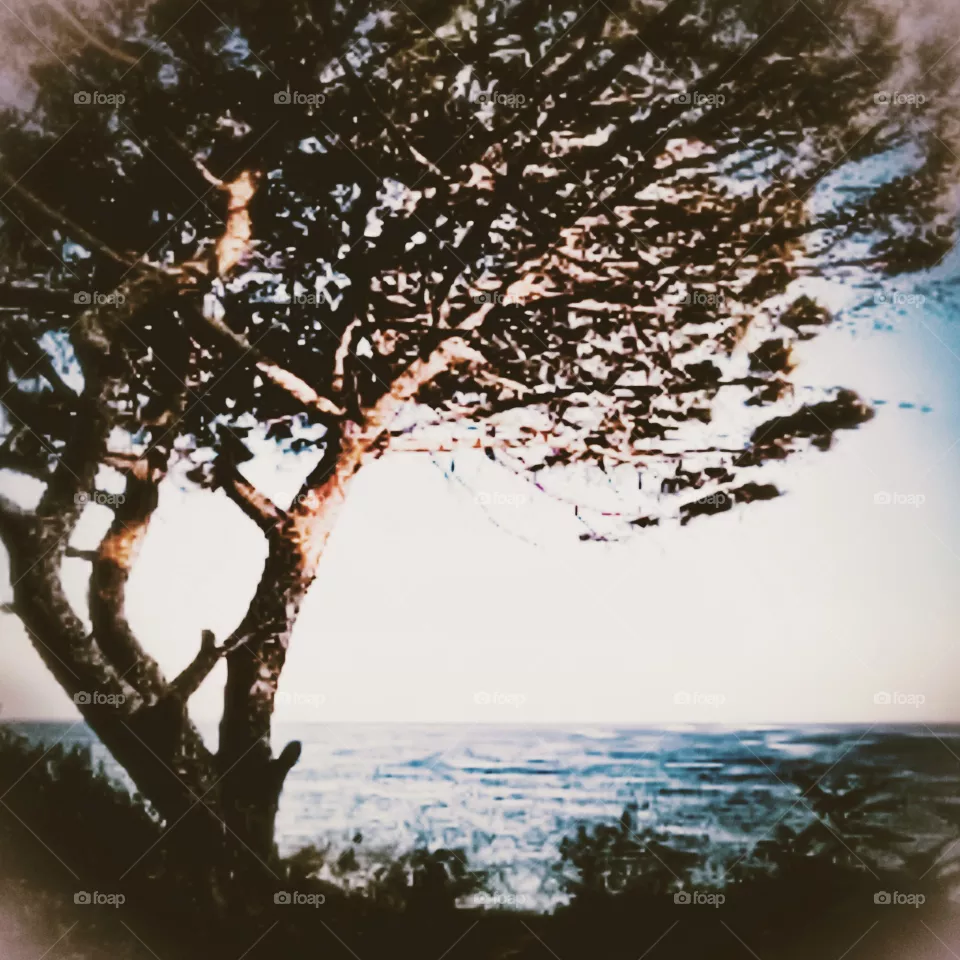 tree and the sea