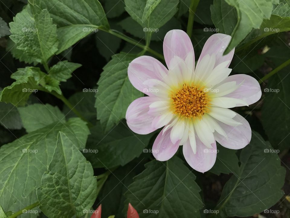 Nature, Flower, Flora, Leaf, Summer