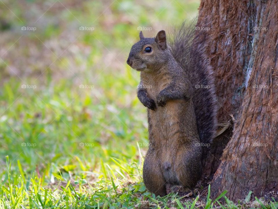 curious brown and tan squirrel sitting up tall in front of a tree in a grassy yard looking at the camera