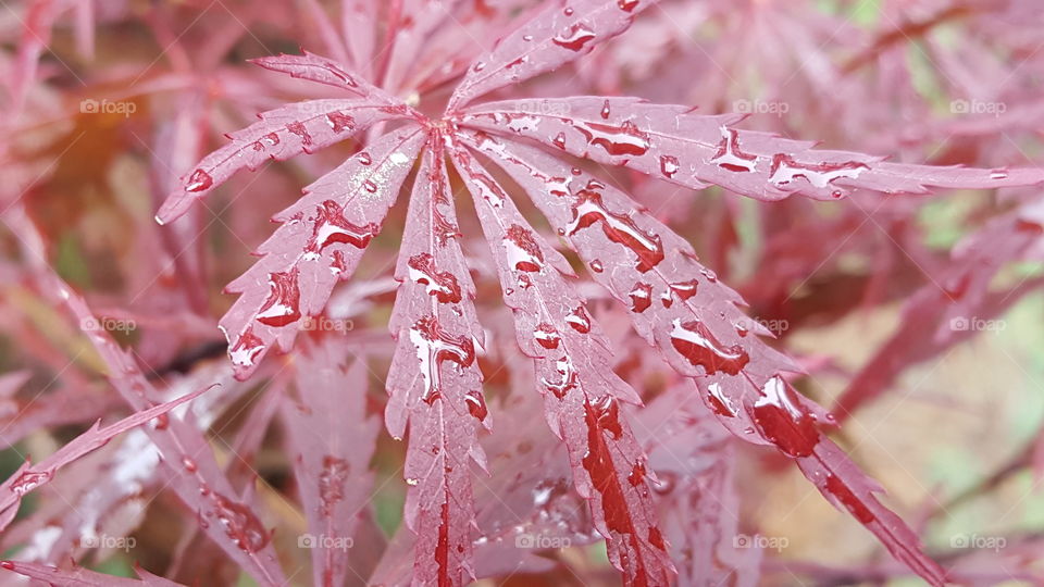 Red Maple and Rain