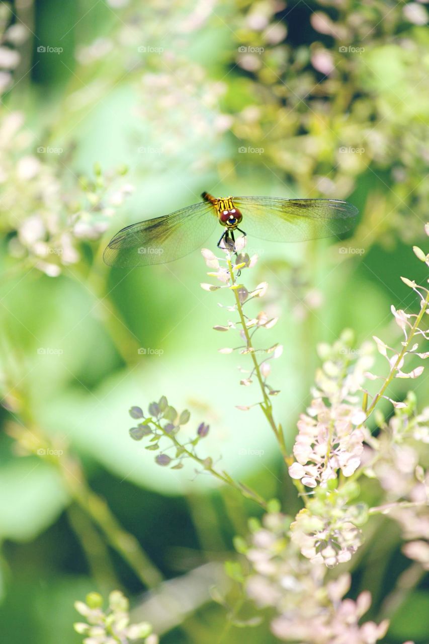 Seaside dragonlet 