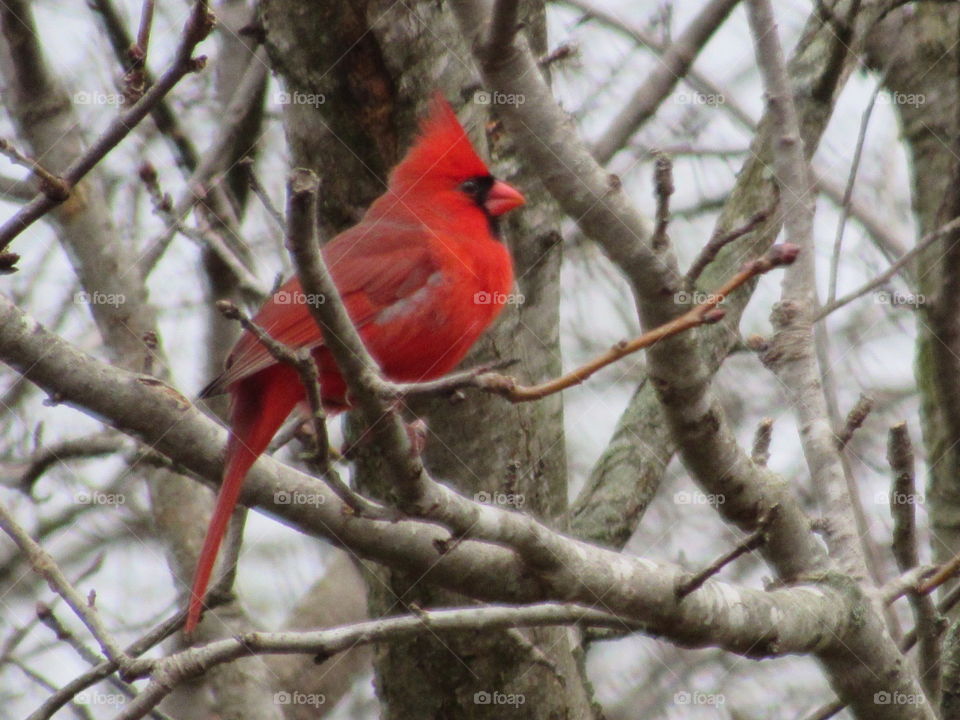 No Person, Tree, Bird, Outdoors, Wildlife