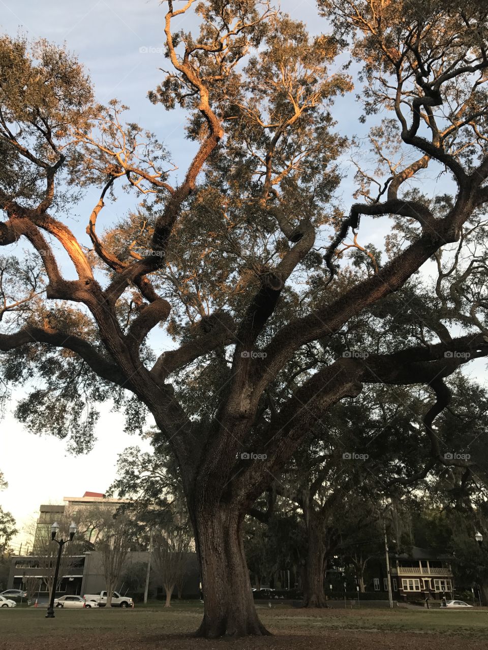 Tree, No Person, Outdoors, Park, Branch