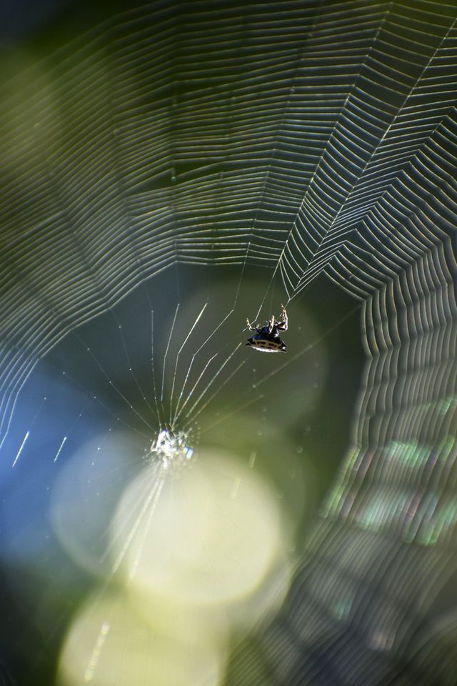 A crab spider building web