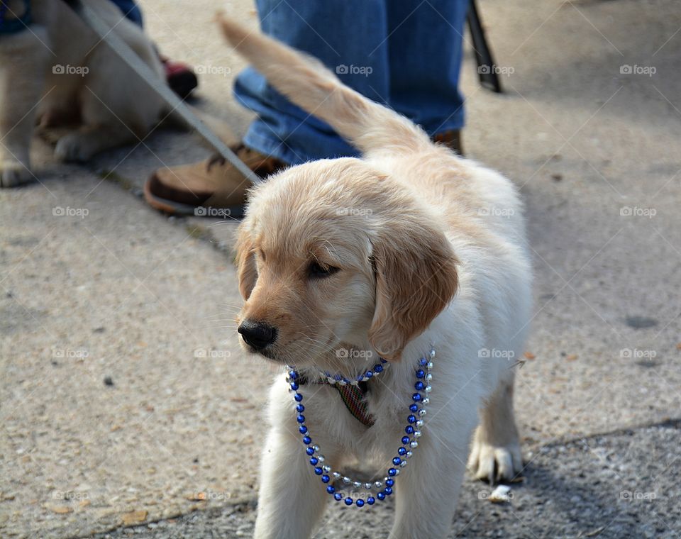 Puppy retriever decked out with colorful beads as he enjoys the festivities of Mardi Gras parade