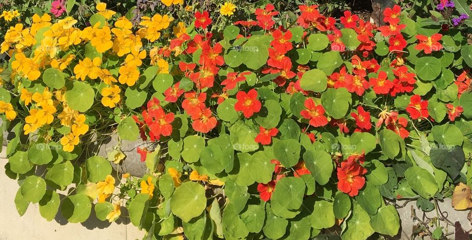 Nasturtium / Capucine 