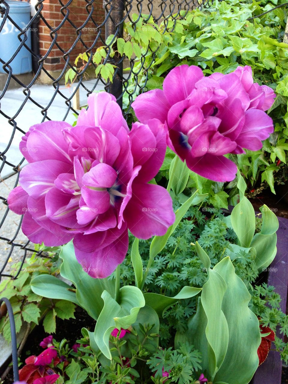 Evav,tulips in my garden