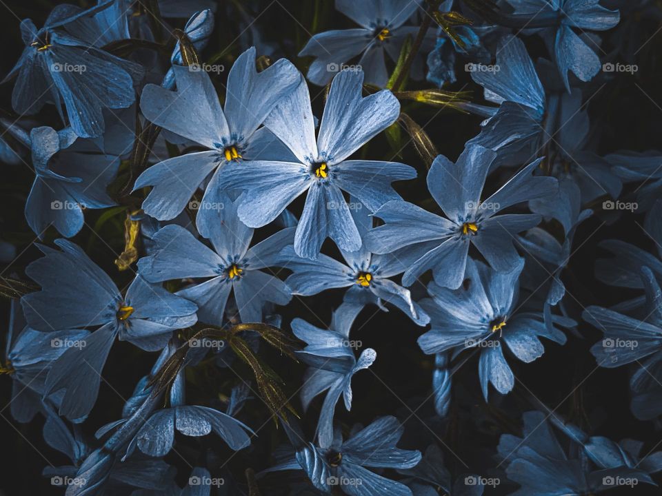 Full frame shot of blue flowers outdoors 