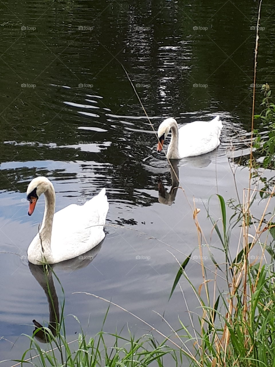 Tranquil Swans