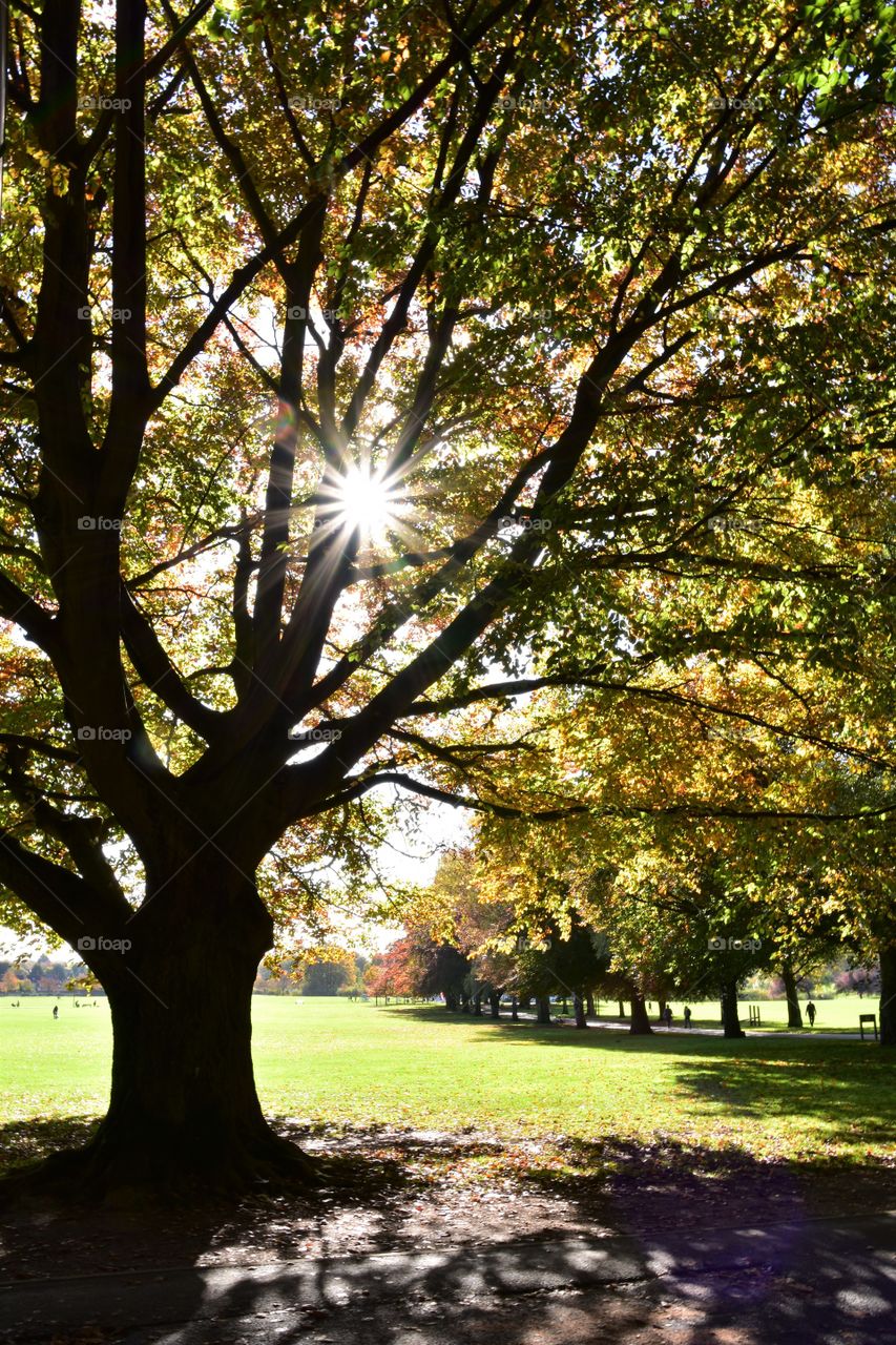 Sunshine on a tree in the Autumn 