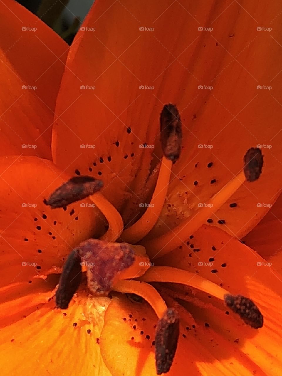 Tiger lily closeup