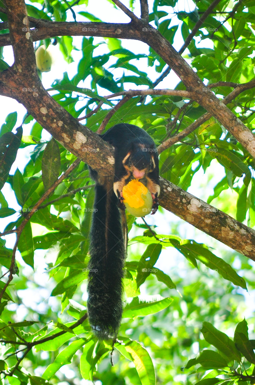 Sri lankan giant squirrel at my home mango tree