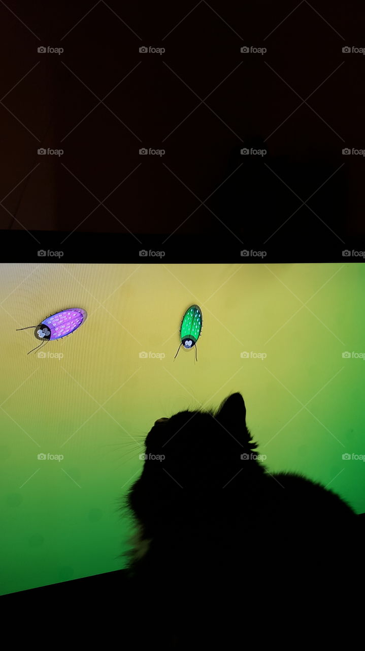 Cat Watching Bug Video