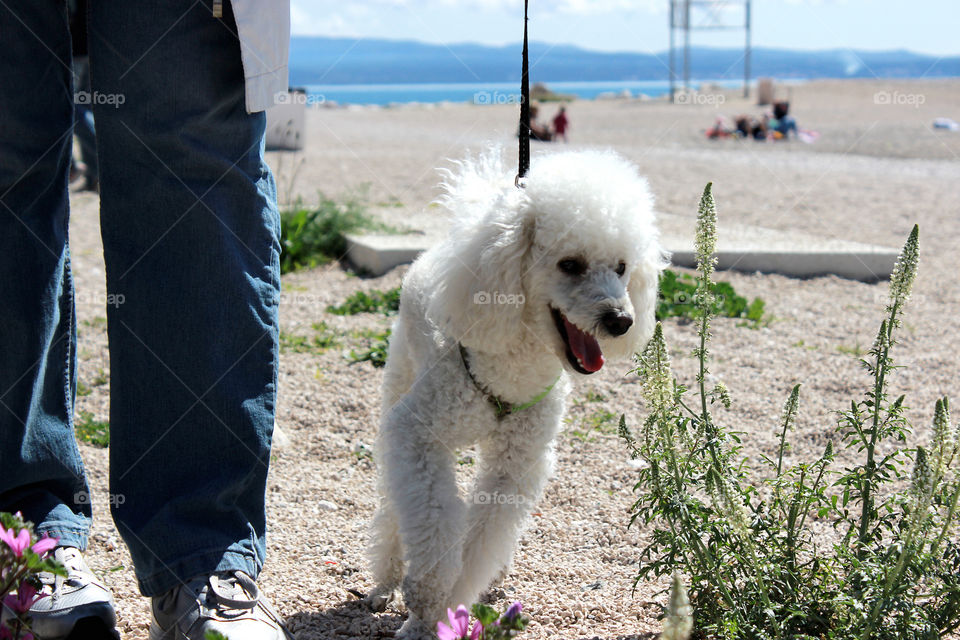 Spring walk with your dog