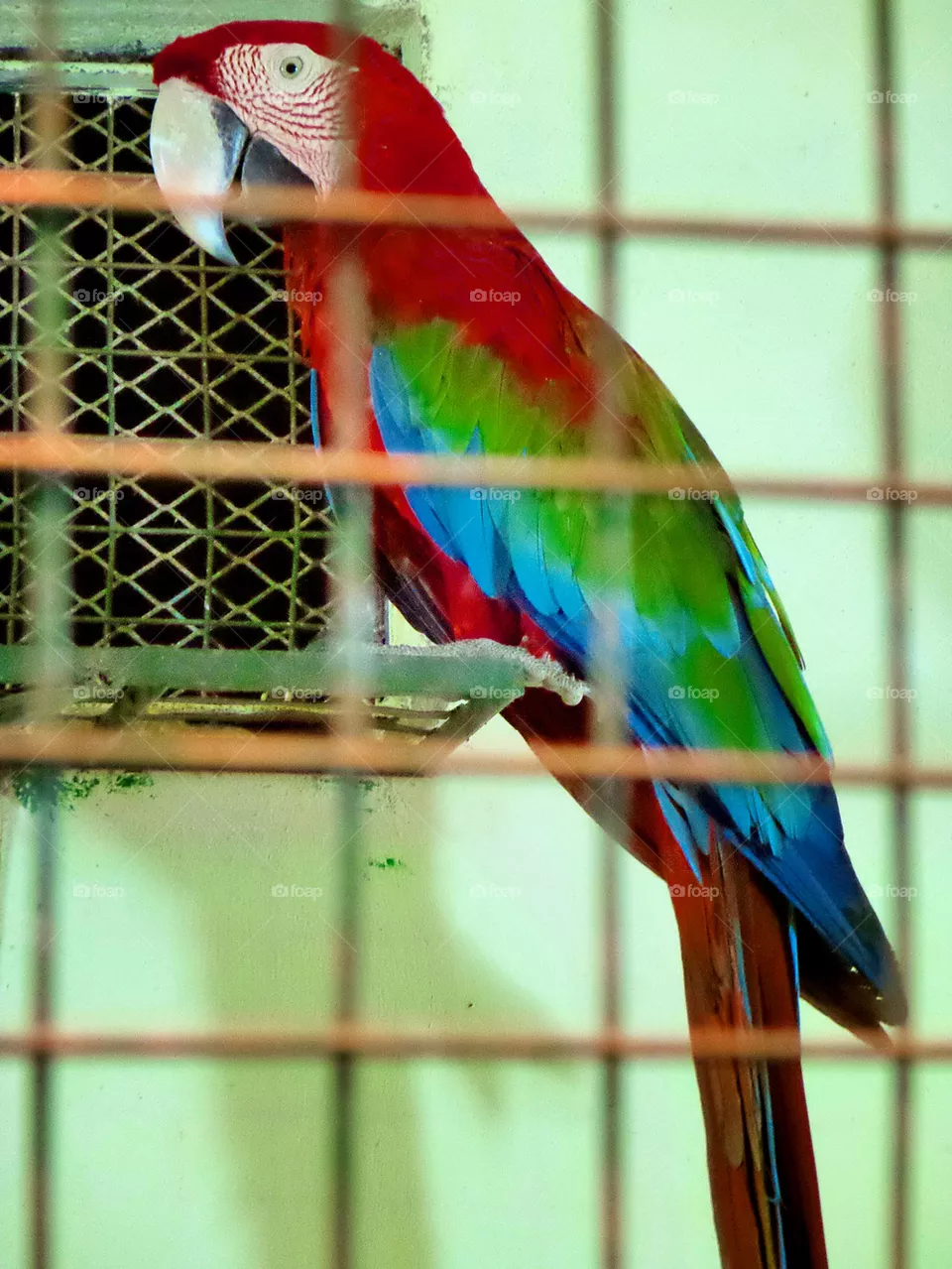 Macaw