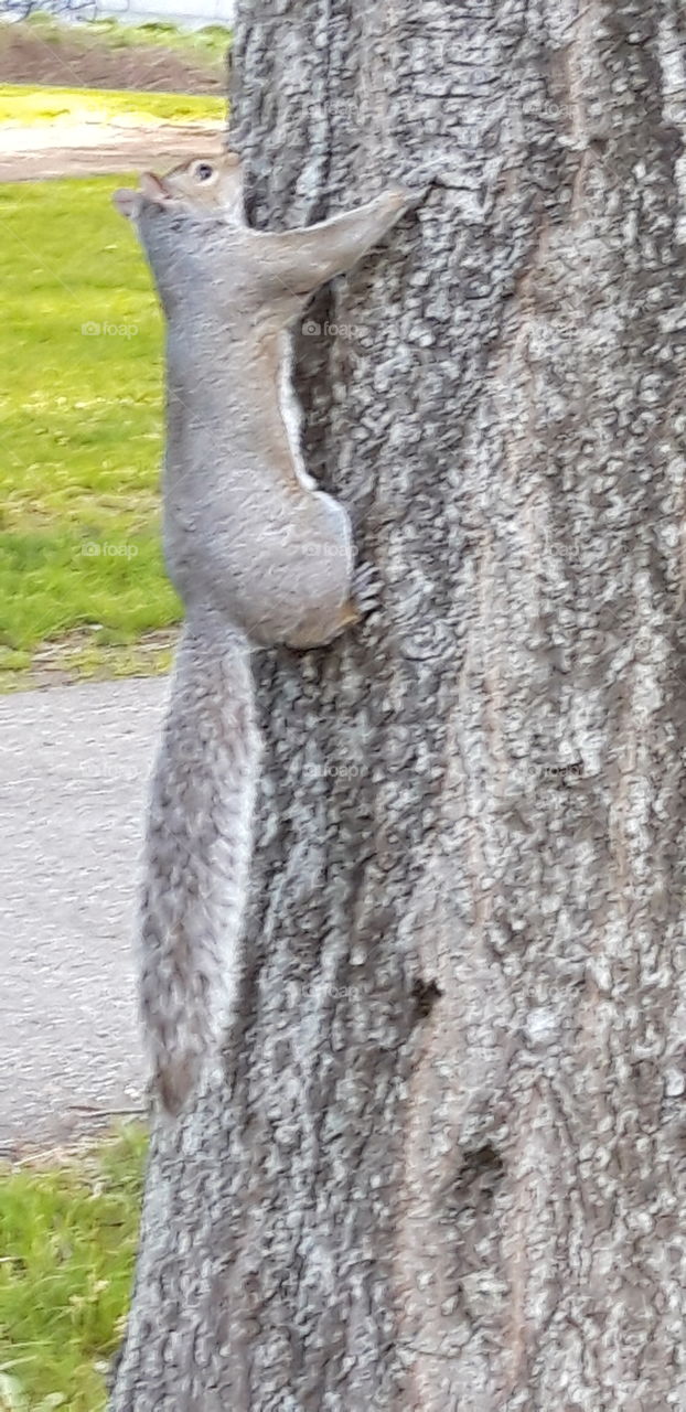 squarrel in Vancouver