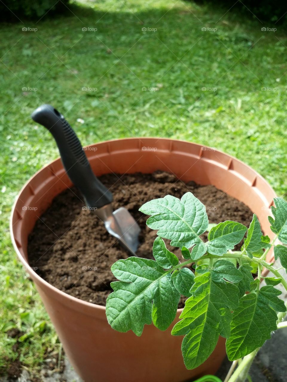 Gardening - Planting tomatoes