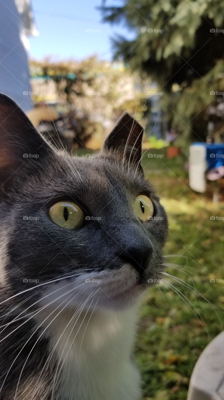 our cat, White Sox, in full on game face mode...prowling for birds!