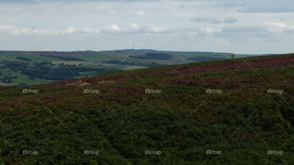 Moorland