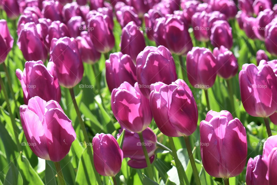 Tulips in Keukenhof 