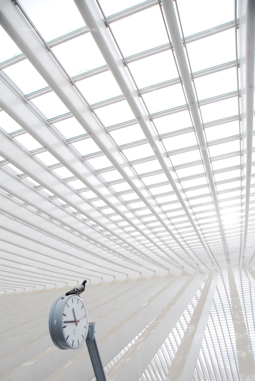 Pigeon sitting at the clock at the Liege train station