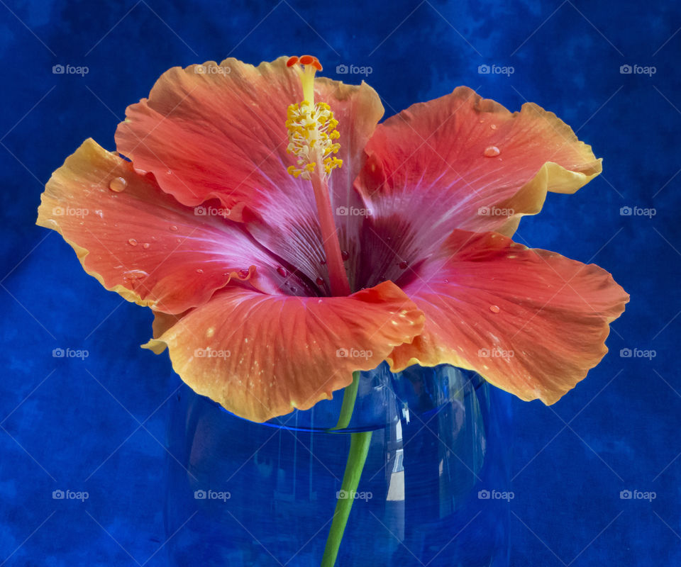 Orange Hibiscus with Blue background