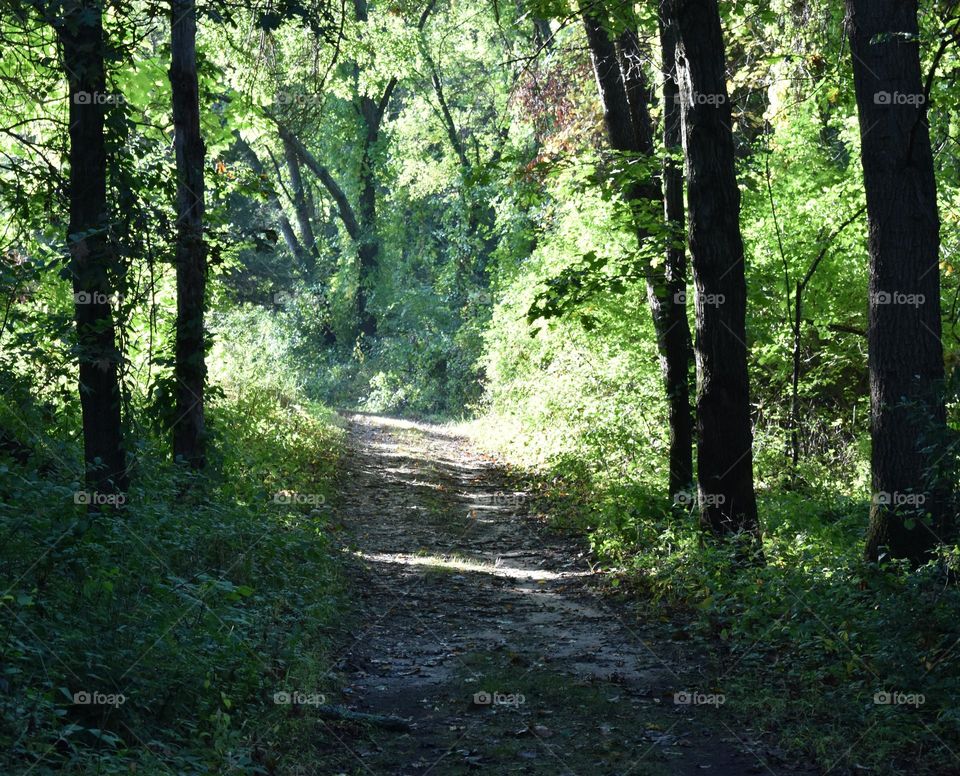 A path to the sunshine