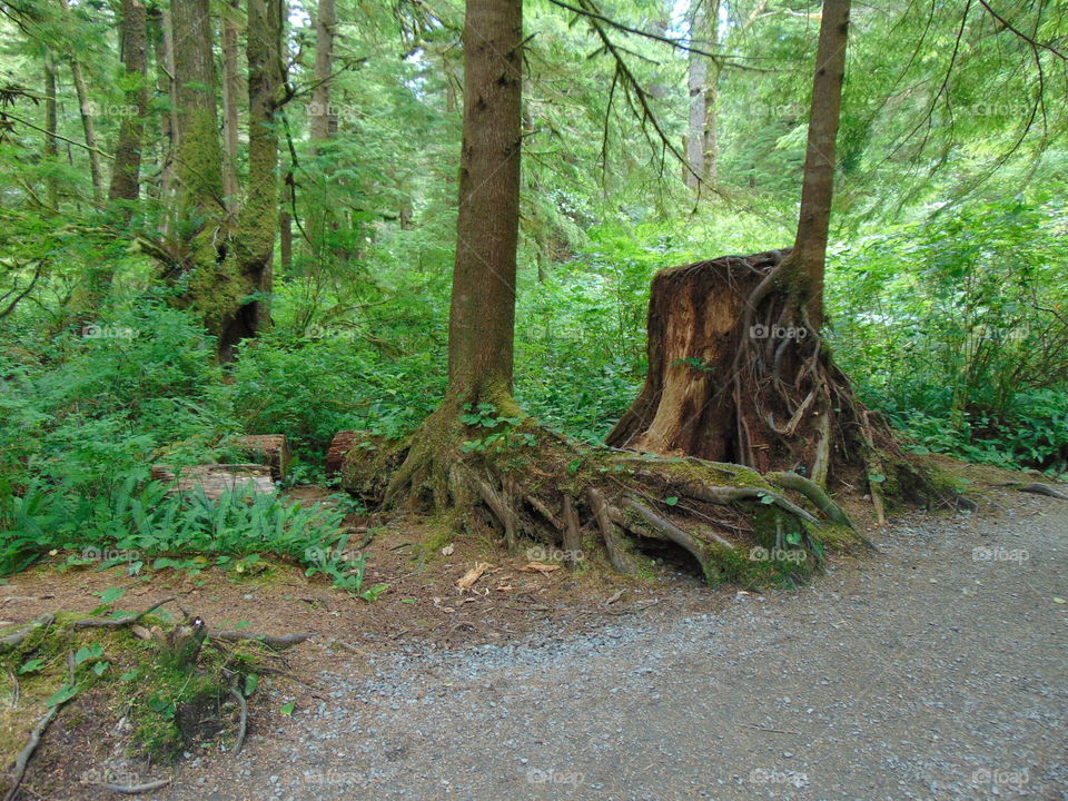 amazing trees