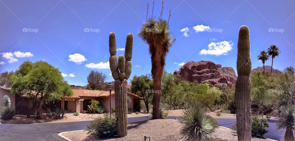 cactus at the village at camelback mountain. neighborhood st village at camelback mountain Phoenix Arizona 85018 paradise valley Scottsdale