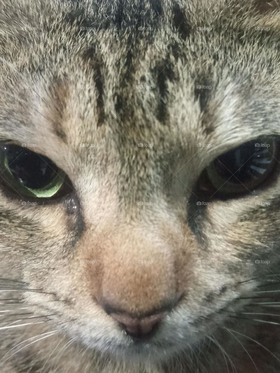 Face of cat
