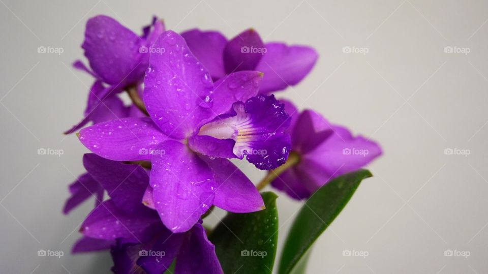 Purple Orchids