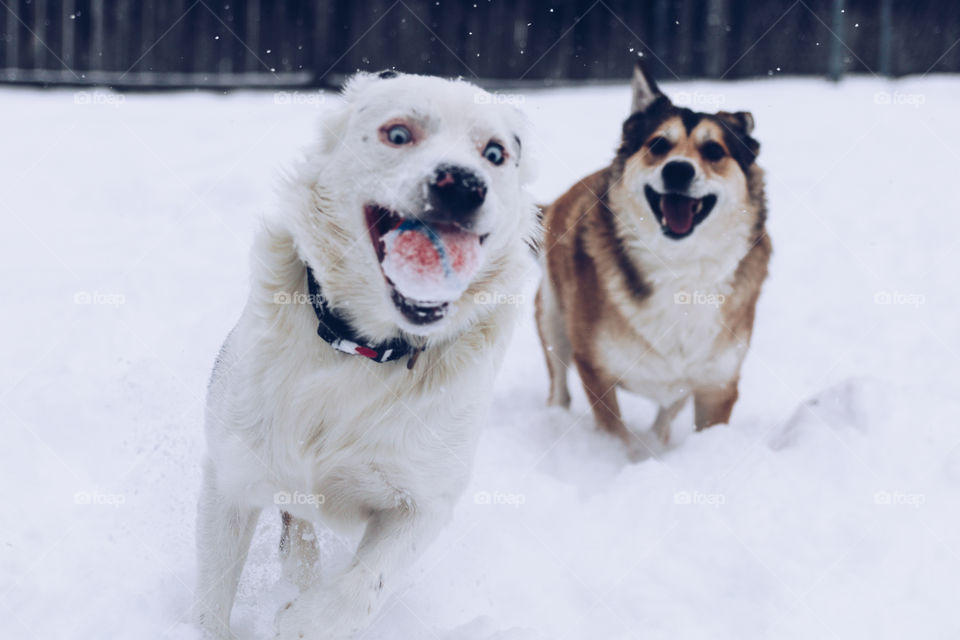 These dogs think it's all about the chase, during the first winter snow.