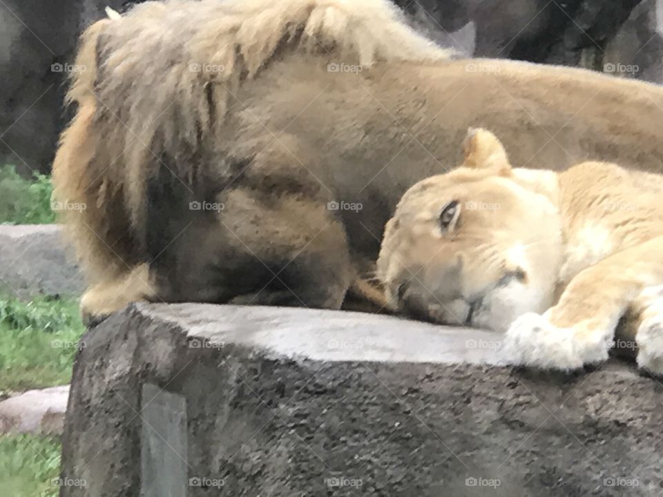 Sleeping lions MKE zoo