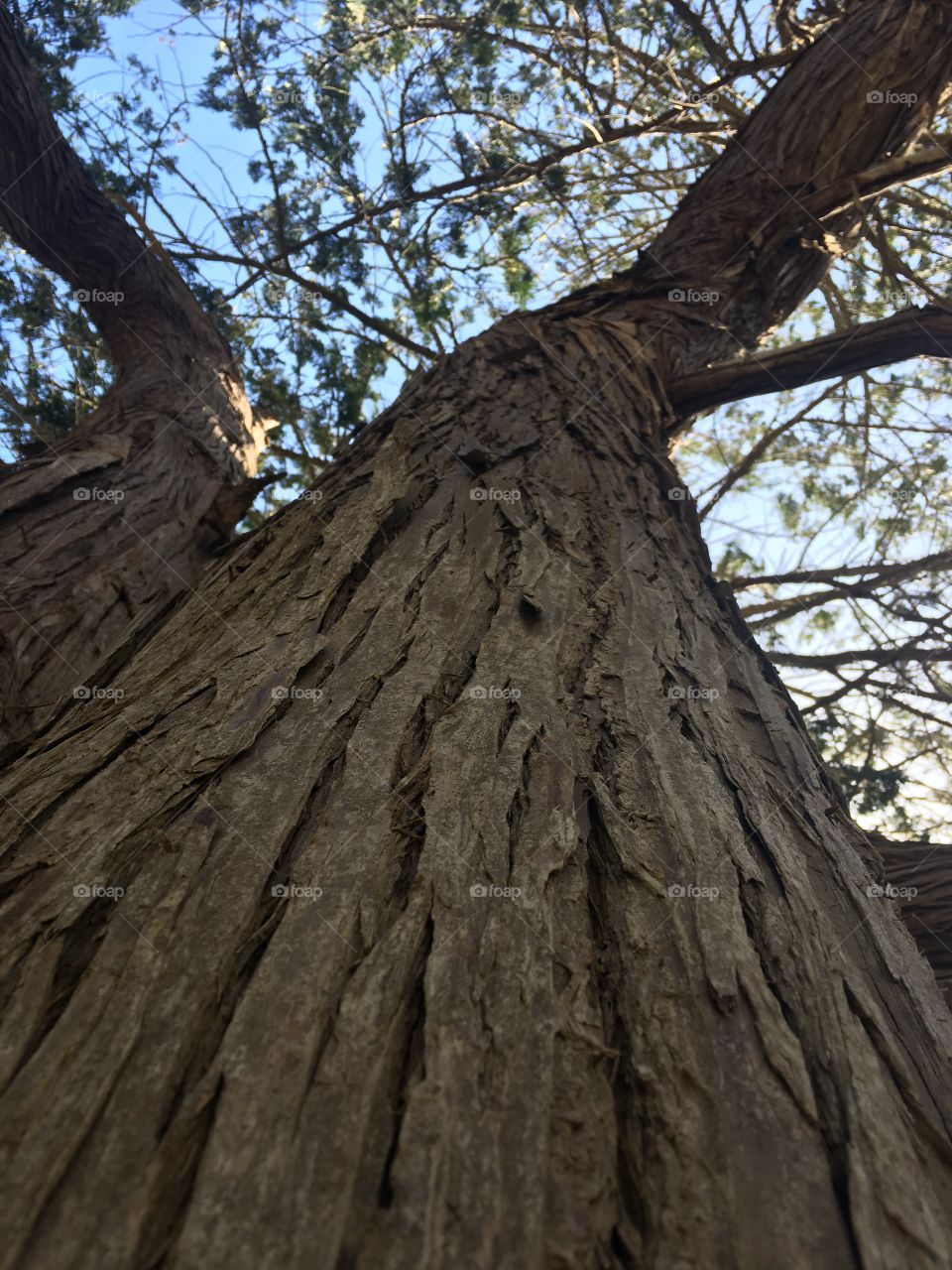 Bark view of tree