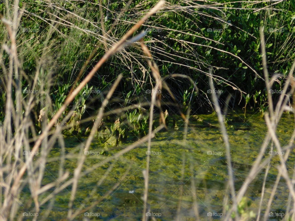 Edge of a small pond